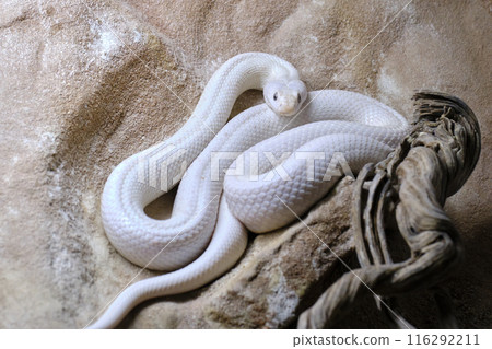 Texas rat snake . Is a nonvenomous colubrid, found in the United States. Texas rat snake . Is a nonvenomous colubrid, found in the United States. 116292211