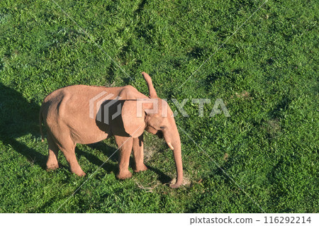An elephant is standing in a grassy field. An elephant is standing in a grassy field. 116292214