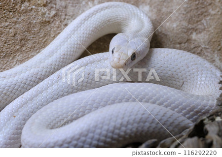 Texas rat snake . Is a nonvenomous colubrid, found in the United States. Texas rat snake . Is a nonvenomous colubrid, found in the United States. 116292220