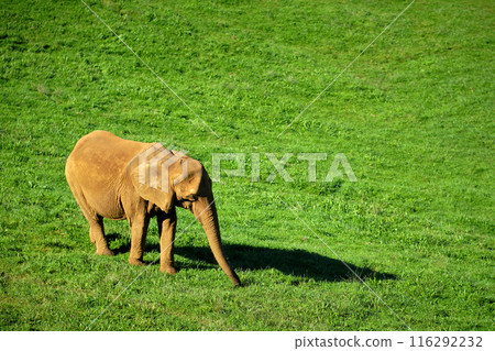 A small elephant is walking through a green field. A small elephant is walking through a green field. 116292232