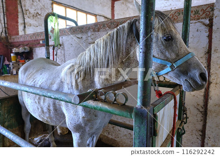 A horse is standing in a stall with a blue halter. A horse is standing in a stall with a blue halter. 116292242