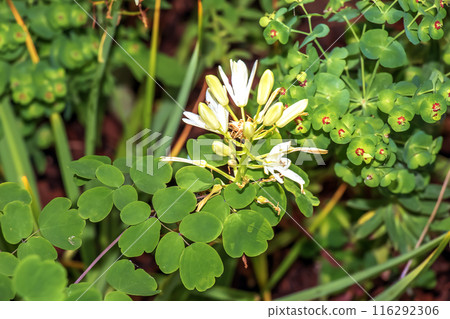 Spring bloom of California white-flowered quamash plant Camassia leichtlinii Alba 116292306