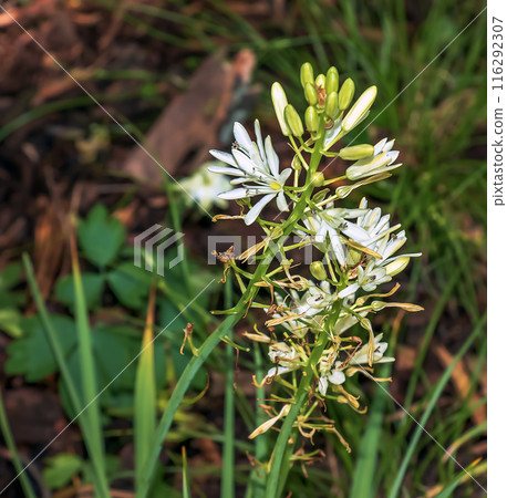Spring bloom of California white-flowered quamash plant Camassia leichtlinii Alba 116292307