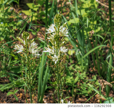 Spring bloom of California white-flowered quamash plant Camassia leichtlinii Alba 116292308