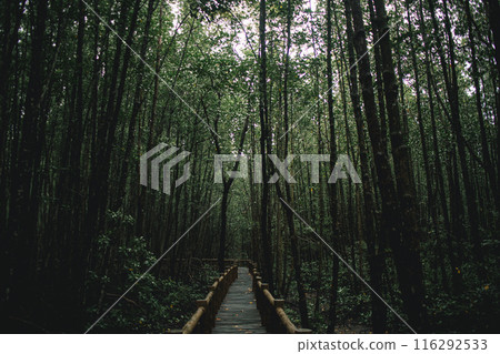 Deep mangrove forest of Mu Ko Chumphon National Park, Thailand Deep mangrove forest of Mu Ko Chumphon National Park, Thailand 116292533