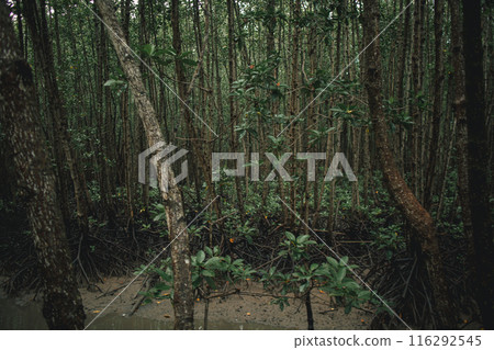 Deep mangrove forest of Mu Ko Chumphon National Park, Thailand Deep mangrove forest of Mu Ko Chumphon National Park, Thailand 116292545