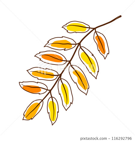 Illustration of rowan leaf. Decorative autumn foliage. 116292796