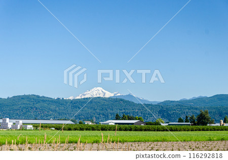 Agricultural farms in Chilliwack, Fraser Valley, BC, Canada. Mt. Baker is seen in the background 116292818