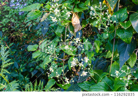 Wild flowers of Fraser Valley found at Chilliwack, BC, Canada Wild flowers of Fraser Valley found at Chilliwack, BC, Canada 116292835