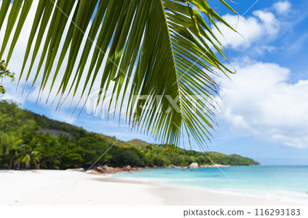 Coastal tropical landscape with coconut palm tree branch and white sand Coastal tropical landscape with coconut palm tree branch and white sand 116293183