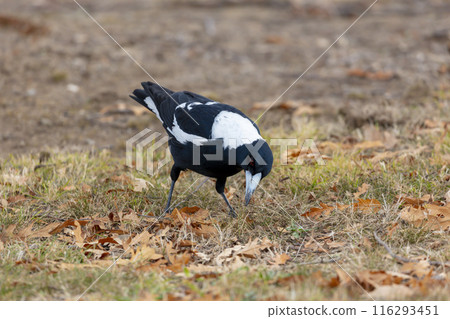 Photograph of an Australian Magpie foraging for food on the ground 116293451