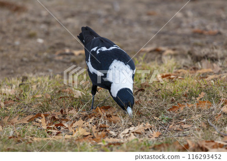 Photograph of an Australian Magpie foraging for food on the ground 116293452