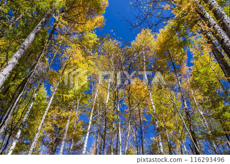 [秋天的上高地]白樺和落葉鬆的黃葉 116293496