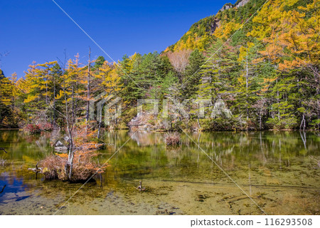 《Autumn in Kamikochi》Vivid autumn foliage at Myojin Pond 116293508