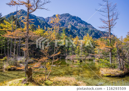 [秋天的上高地]明神池的紅葉充滿活力 116293509