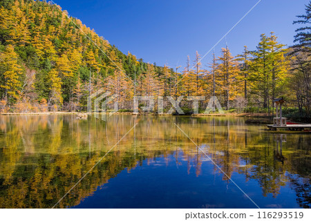 [秋天的上高地]明神池的紅葉充滿活力 116293519