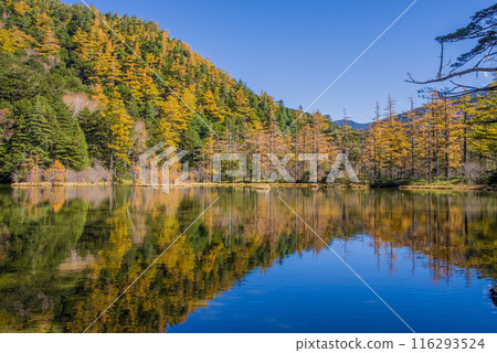《Autumn in Kamikochi》Vivid autumn foliage at Myojin Pond 《Autumn in Kamikochi》Vivid autumn foliage at Myojin Pond 116293524