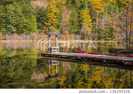 《Autumn in Kamikochi》Vivid autumn foliage at Myojin Pond 116293526