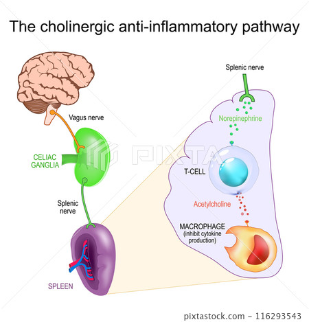 Vagus Nerve and Inflammation. The cholinergic anti-inflammatory pathway 116293543