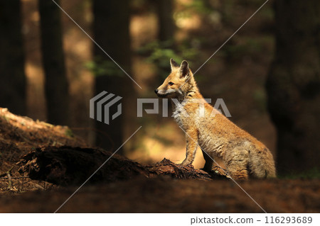 Young red fox vixen sitting in woods - Vulpes vulpes 116293689