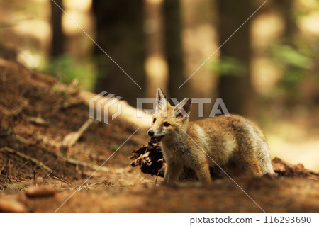 Cube of red fox in forest looking up - Vulpes vulpes 116293690
