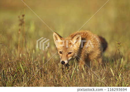 Young cub of red fox (Vulpes vulpes) sniffing on late summer meadow for prey. Wild scene from Czech republic 116293694