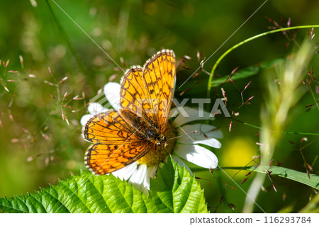 A bright orange butterfly on a white daisy surrounded by lush greenery, in a vibrant natural habitat A bright orange butterfly on a white daisy surrounded by lush greenery, in a vibrant natural habitat 116293784