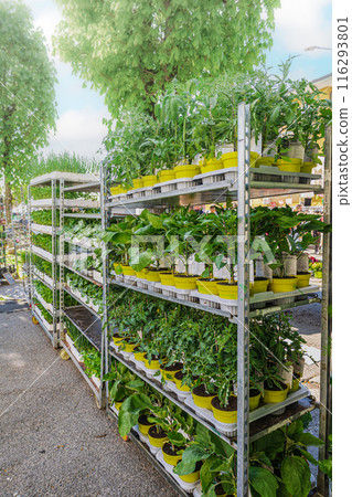 Cultivation of young seedlings in assortment, tomato, salad, parsley,eggplant, onion, basil fo sale 116293801