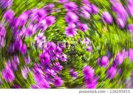 Abstract flower photography. Blurred motion background of flowers. 116293853