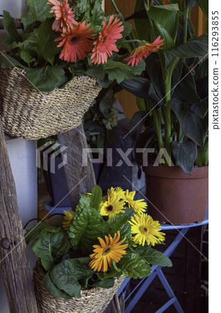 Close up fresh summer flowers in wicker pots. Urban street gardening and decoration. Close up fresh summer flowers in wicker pots. Urban street gardening and decoration. 116293855
