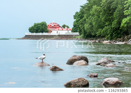 Seagull on the rocks in the water with ancient buildings and embankment in the background 116293865