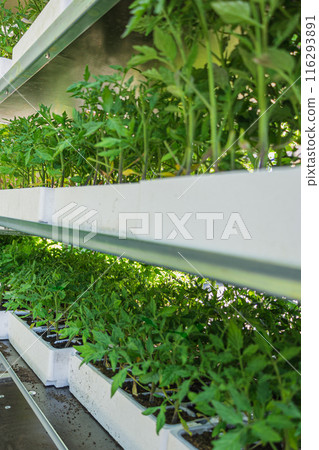 Cultivation of young tomato seedlings in pots for sale. 116293891