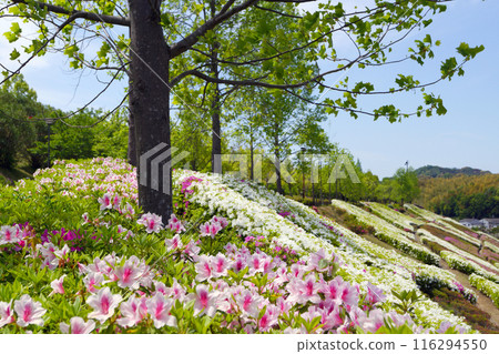 Shiki no Sato Park Spring 2 Shiki no Sato Park Spring 2 116294550