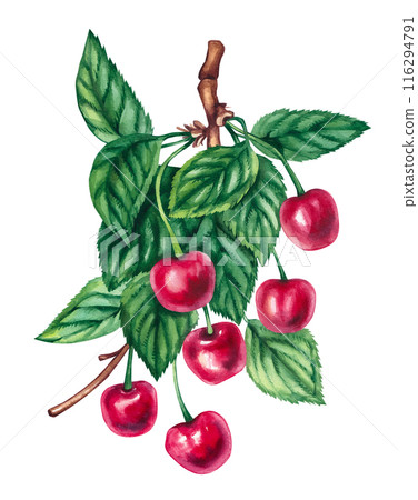 Cherry branch with leaves and berries 116294791