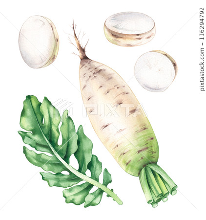 Daikon, mooli, white radish green watercolor vegetable with pieces Daikon, mooli, white radish green watercolor vegetable with pieces 116294792