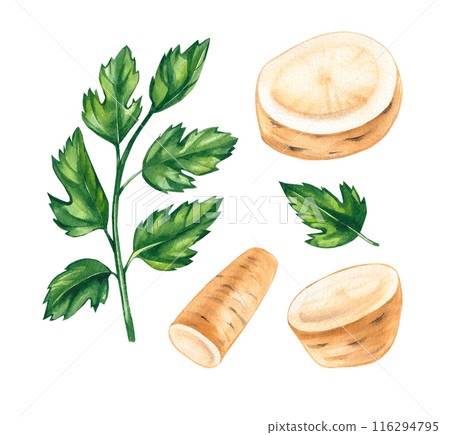 Parsnips watercolor set on a white background Parsnips watercolor set on a white background 116294795