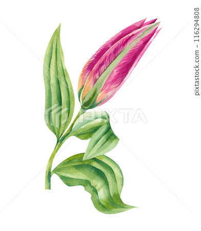 Watercolor bud lily flower crimson color 116294808
