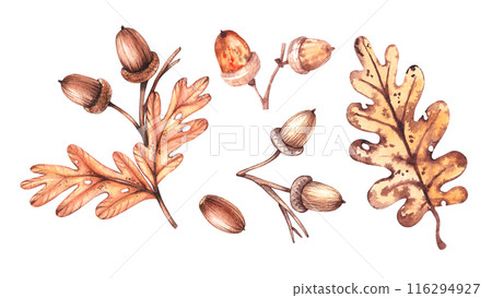 Watercolor set oak acorns isolated on white with leaves 116294927
