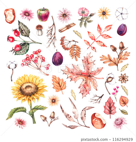 Watercolor set of autumn flowers, leaves and seeds 116294929