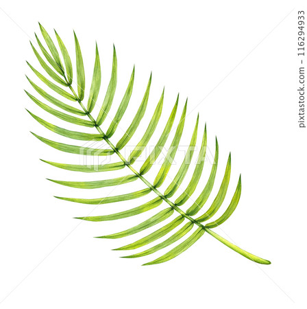 Watercolor tropical date palm leaf 116294933