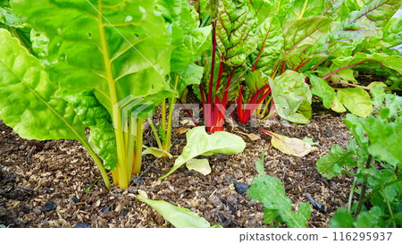 Swiss chard growing in a field 116295937