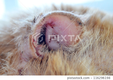 orange striped cat with wounded ear . High quality photo 116296198