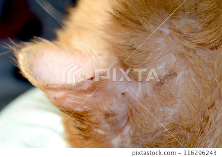 orange striped cat with wounded ear . High quality photo orange striped cat with wounded ear . High quality photo 116296243