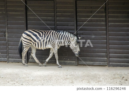 Zebras are several species of African equids 116296246