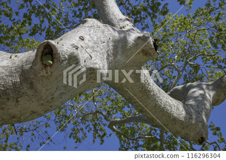 Parrot in a hollow tree 116296304