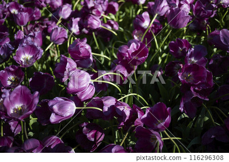Close-up of purple tulip in park 116296308