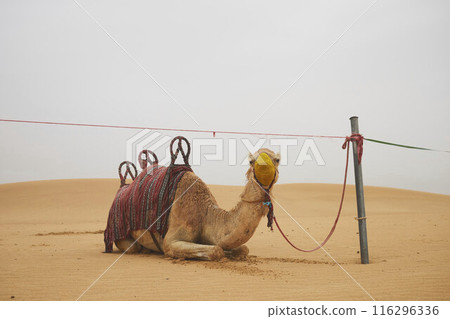 Desert Rub' al Khali in United Arab Emirates 116296336