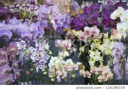 Orchids in a shop window 116296339