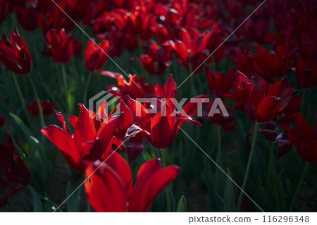 Close-up of red tulip in park 116296348