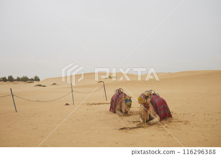 Desert Rub' al Khali in United Arab Emirates Desert Rub' al Khali in United Arab Emirates 116296388